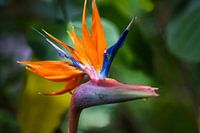 Bird of Paradise