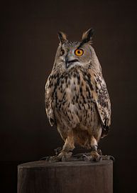 Hibou grand-duc sur Elles Rijsdijk