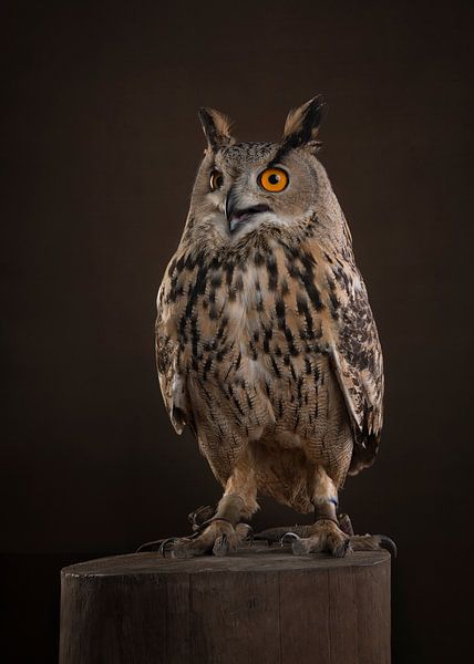 Eagle owl by Elles Rijsdijk