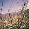 Apple trees by Sander van Leeuwen