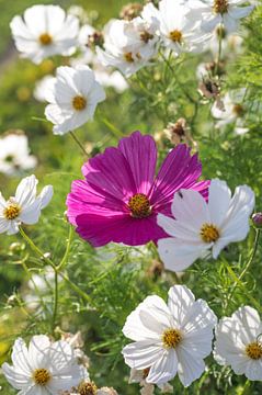 Vrolijke Cosmos bloemen in roze en wit art print - lente kleuren botanisch natuurfotografie