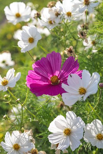 Cosmos en rose et blanc.