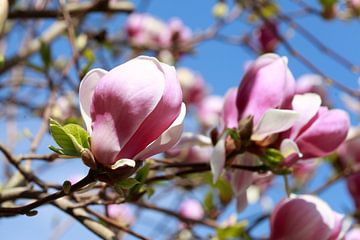 Rose, Magnolia, Magnolias, Fleur, Fleur, Closeup