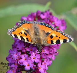 Vlinder by Hanney Bruijn Fotografie