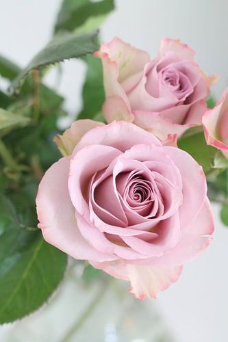 Roos von Inge Maassen