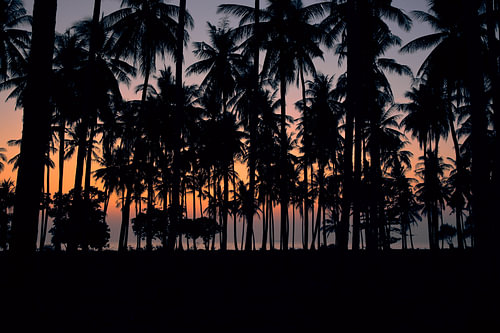 Coconut palms silhouetted against orange sky