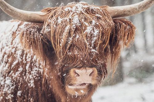 Portrait d'une vache Highlander écossaise dans une forêt enneigée