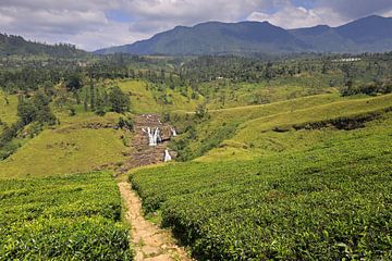 Teefelder in Sri Lanka von Antwan Janssen