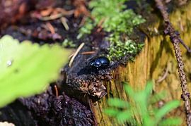 Dung beetle in the forest by Keywan Salehi