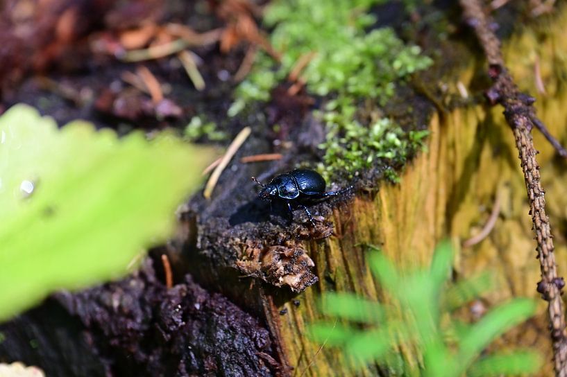 Mistkäfer im Wald von Keywan Salehi