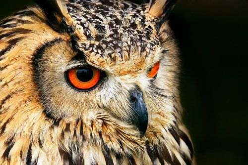 Portret Bengaalse oehoe.