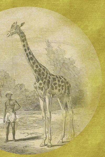 Giraffe mit Diener auf Gold skizziert von Jadzia Klimkiewicz