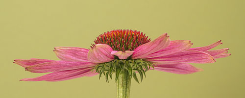 Botanische Ruhe – Minimalistisches Foto einer rosa Sonnenhut-Blume