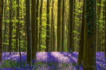 Forêt de jacinthe sur Lars van de Goor