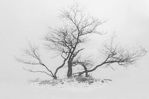Baum im Schnee