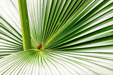Feuille de palmier sur Tilo Grellmann | Photography