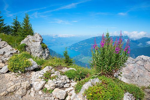 uitzicht op de Thunersee vanaf het bergpad Schynige Platte, roze