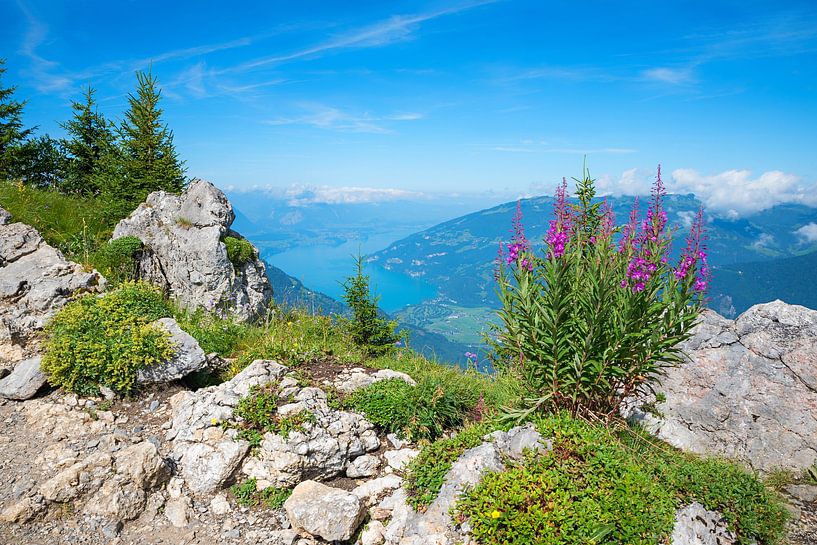 view to lake Thunersee from Schynige Platte mountain trail, pink by SusaZoom