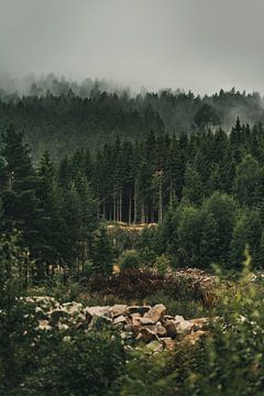 De wilde natuur in Noorwegen van Slashley Photography