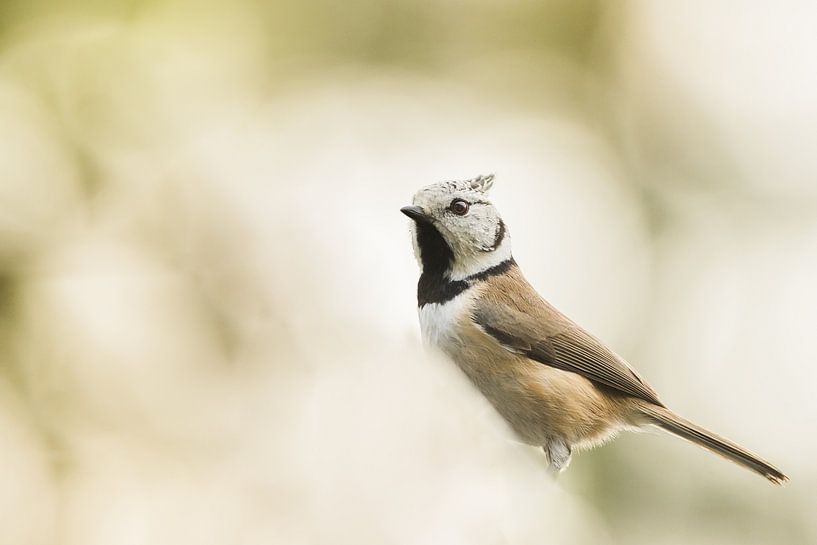 Mésange à crête atmosphérique par Danny Slijfer Natuurfotografie