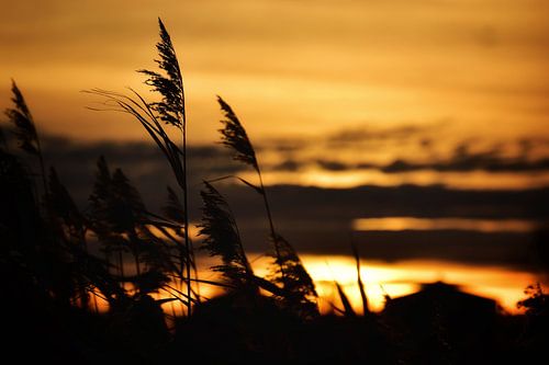Rietstengels bij zonsopkomst van Monique Verlouw