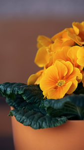 primula