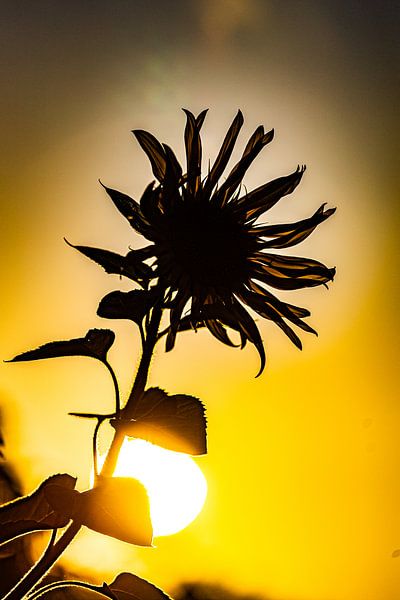 Sunflower, sunflower, summer by Frank Slaghuis