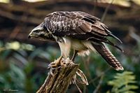 Buzzard