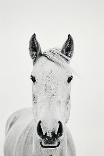 Horse portrait