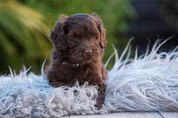 Labradoodle Kiki