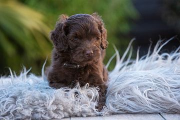 Labradoodle Kiki sur Amber Krijnen