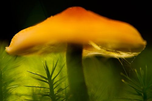 Red Cap - Paddenstoel voor kinderkamer