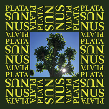 Platanus doppelt Grün 1