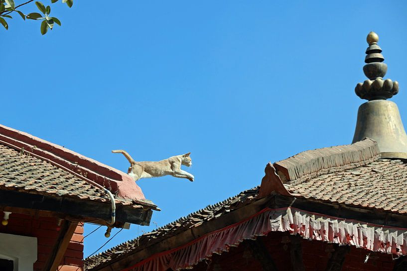 springende kat in Patan Nepal van Marieke Funke