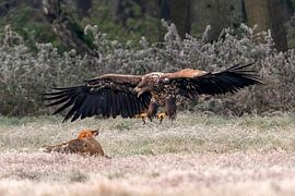 Fox besieged by White-tailed Eagle