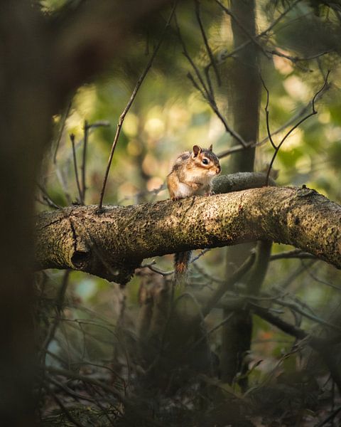 Eichhörnchen im Morgenlicht von Kevin IJpelaar