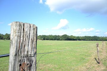 Hollands boeren grasveld. van Chrissy