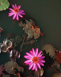 a pair of magenta lotuses by Media Jeka