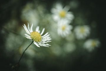 Bloemen van Jan Eltink