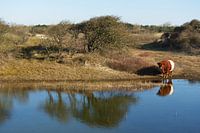 Dutch dunes landscape with Heck cow and pond