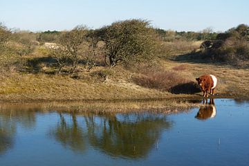 Dutch dunes landscape with Heck cow and pond sur Georges Hoeberechts