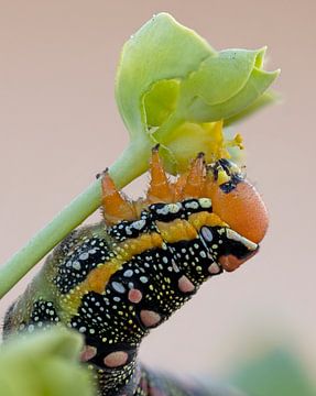 Chenille de l'épervier sur Patrick van Bakkum