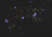 Purple Flowers by Crystal Clear thumbnail
