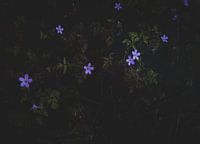 Purple Flowers