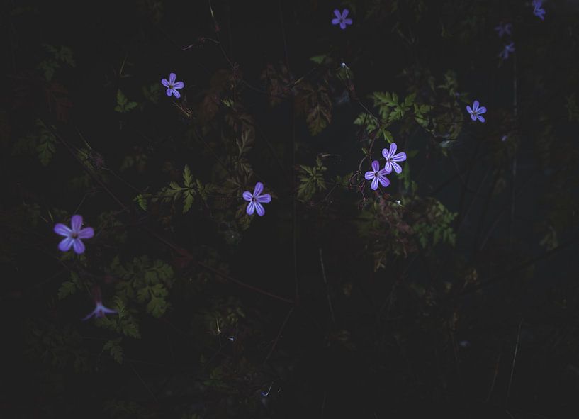 Purple Flowers by Crystal Clear