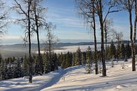 Snow landscape