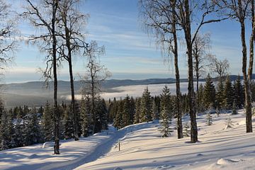 Snow landscape