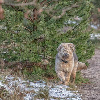 A 2nd life in the Netherlands