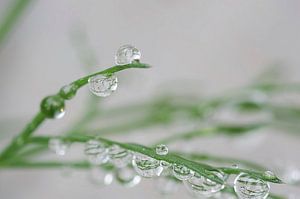Dille II macrofotografie