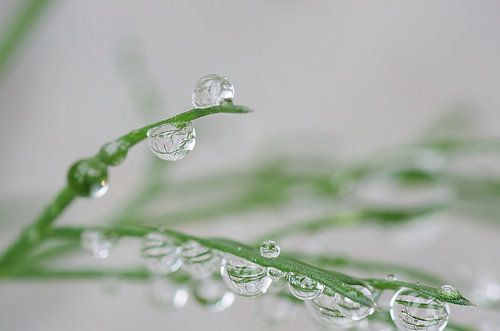 Dille II macrofotografie